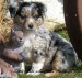 miniature-australian-shepherd-dog-0058.jpg